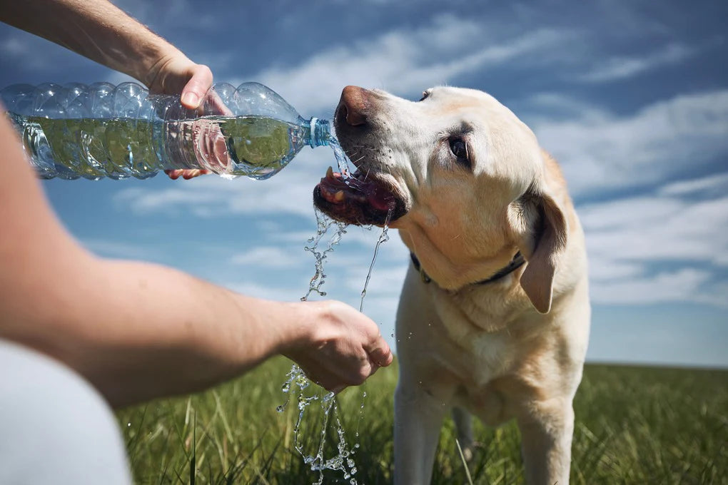 Why Hydration is Crucial for Your Dog’s Health: The Importance of Keeping Your Pet Hydrated - Man's Best Furr