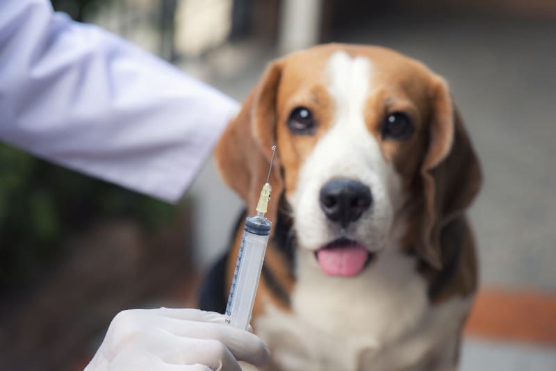 The Importance of Completing Your Dog’s Vaccination